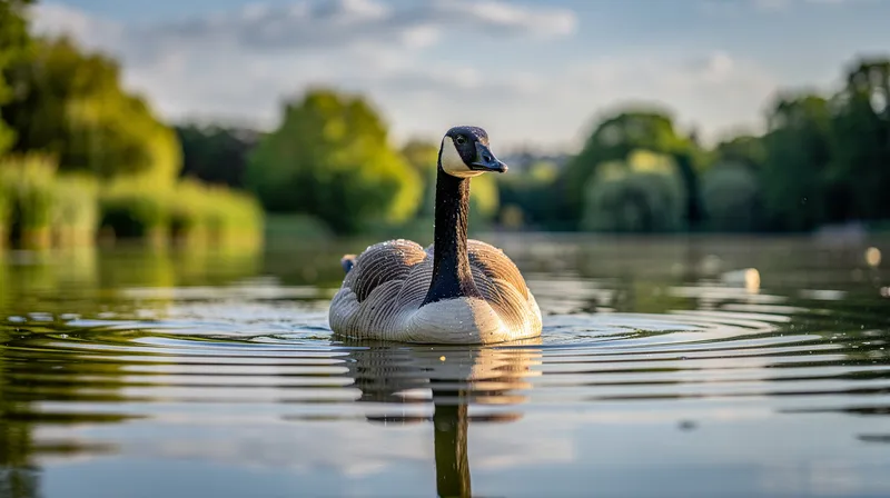 Tout savoir sur la bernache : l'oie du Canada à Paris